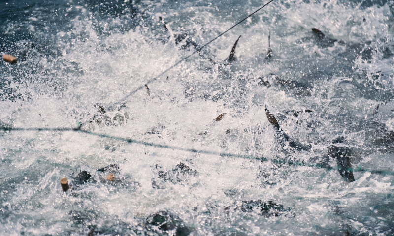 いわしの舞う島